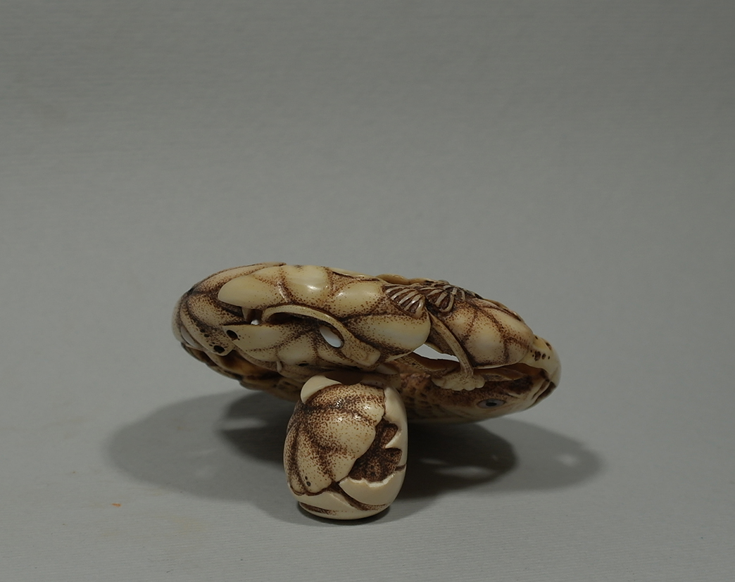 Carp under the lotus leaves 10